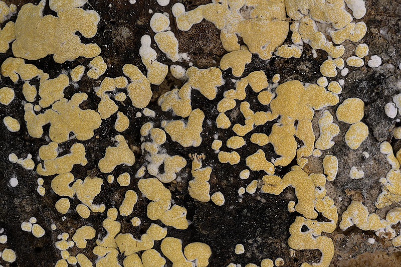 Trichoderma pulvinatum